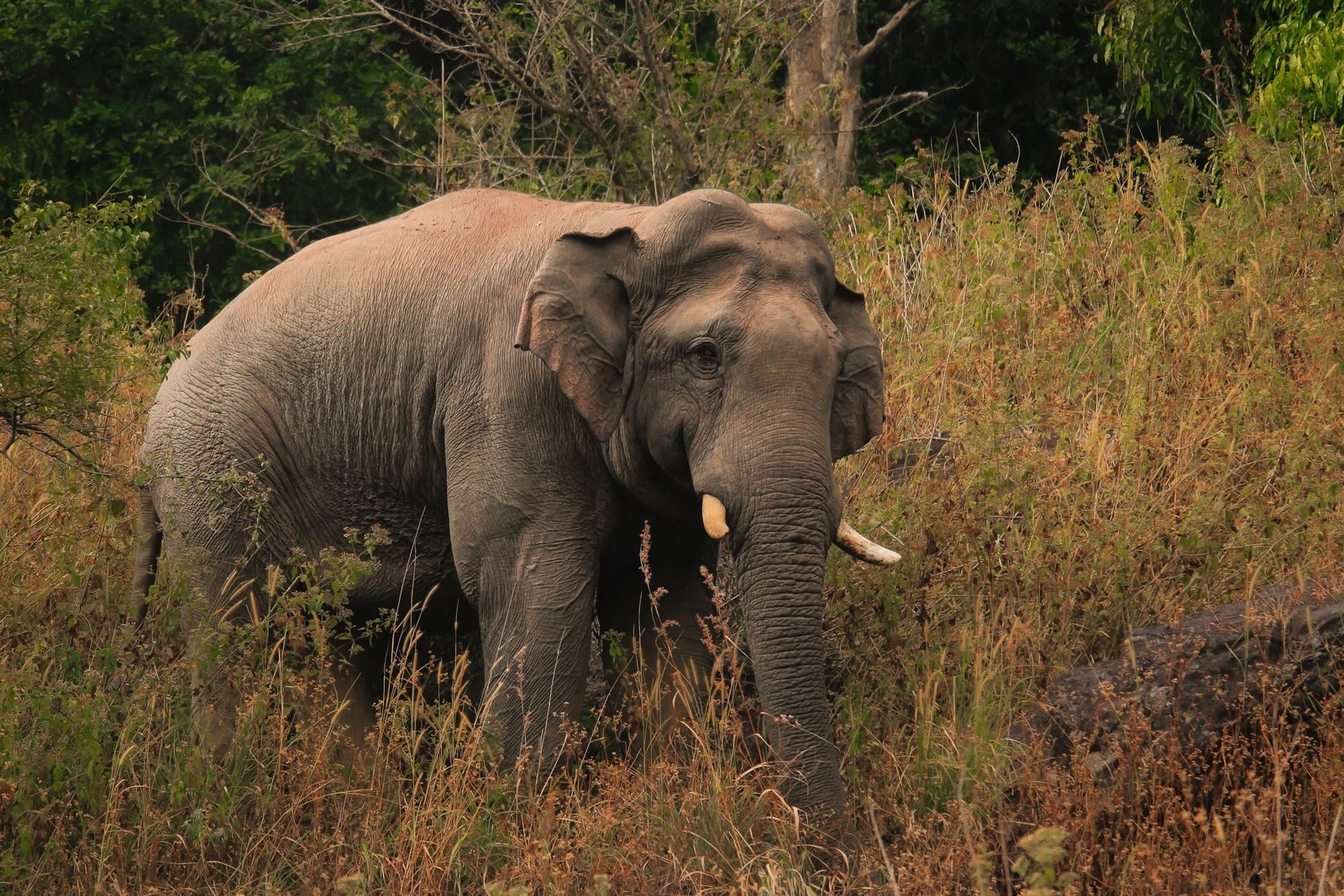 Rajaji National Park